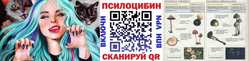 Псилоцибиновые грибы GOLDEN TEACHER  как найти закладки  kraken ссылки  Новокубанск 